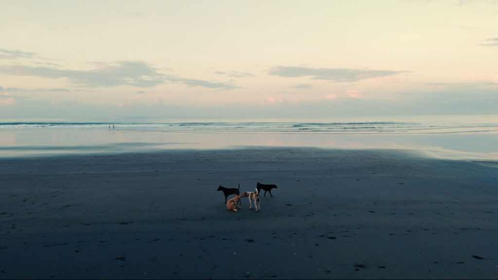 The Lost Dogs Bali